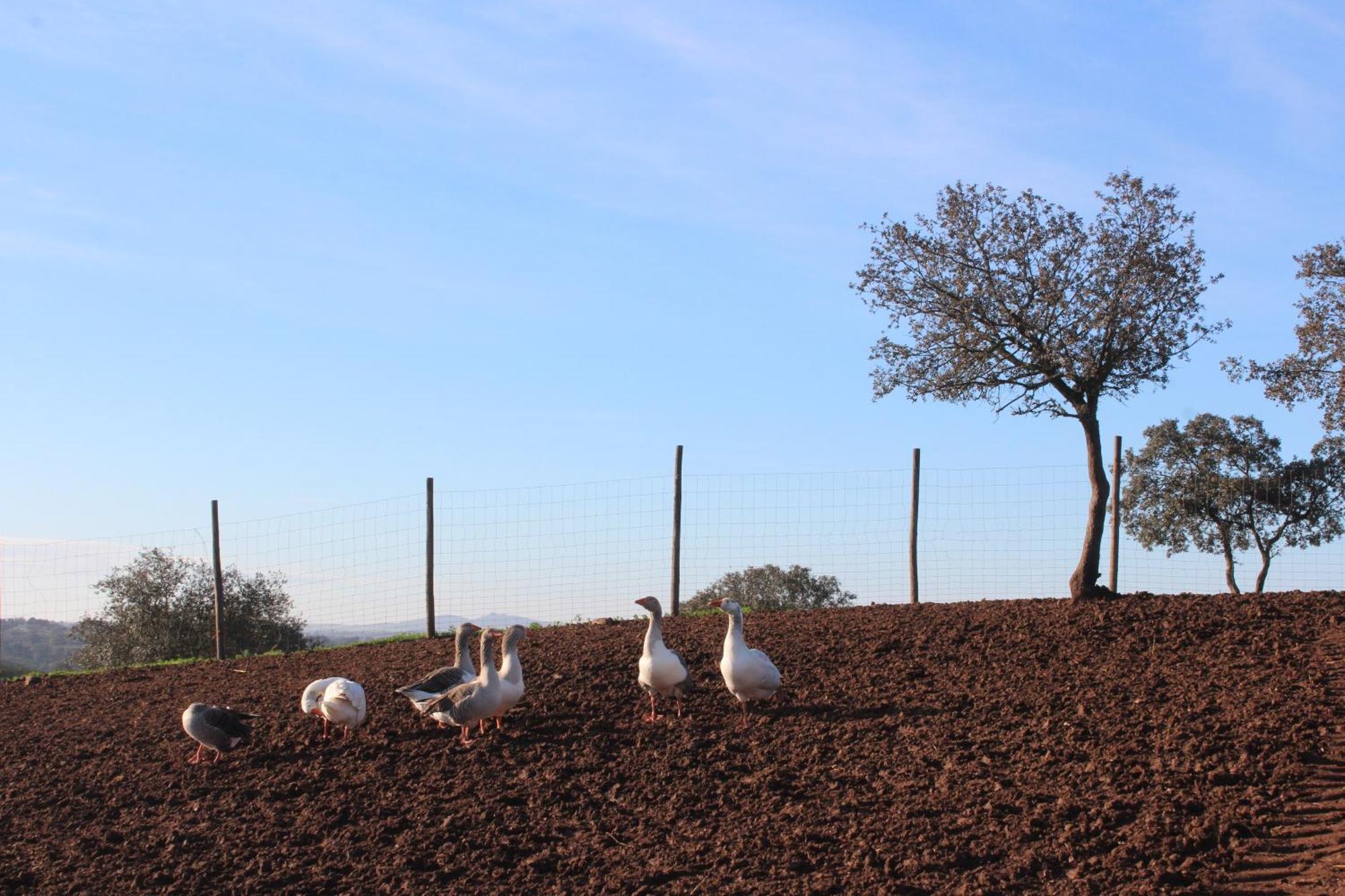 Agroturismo Xistos Cerca Esterno foto