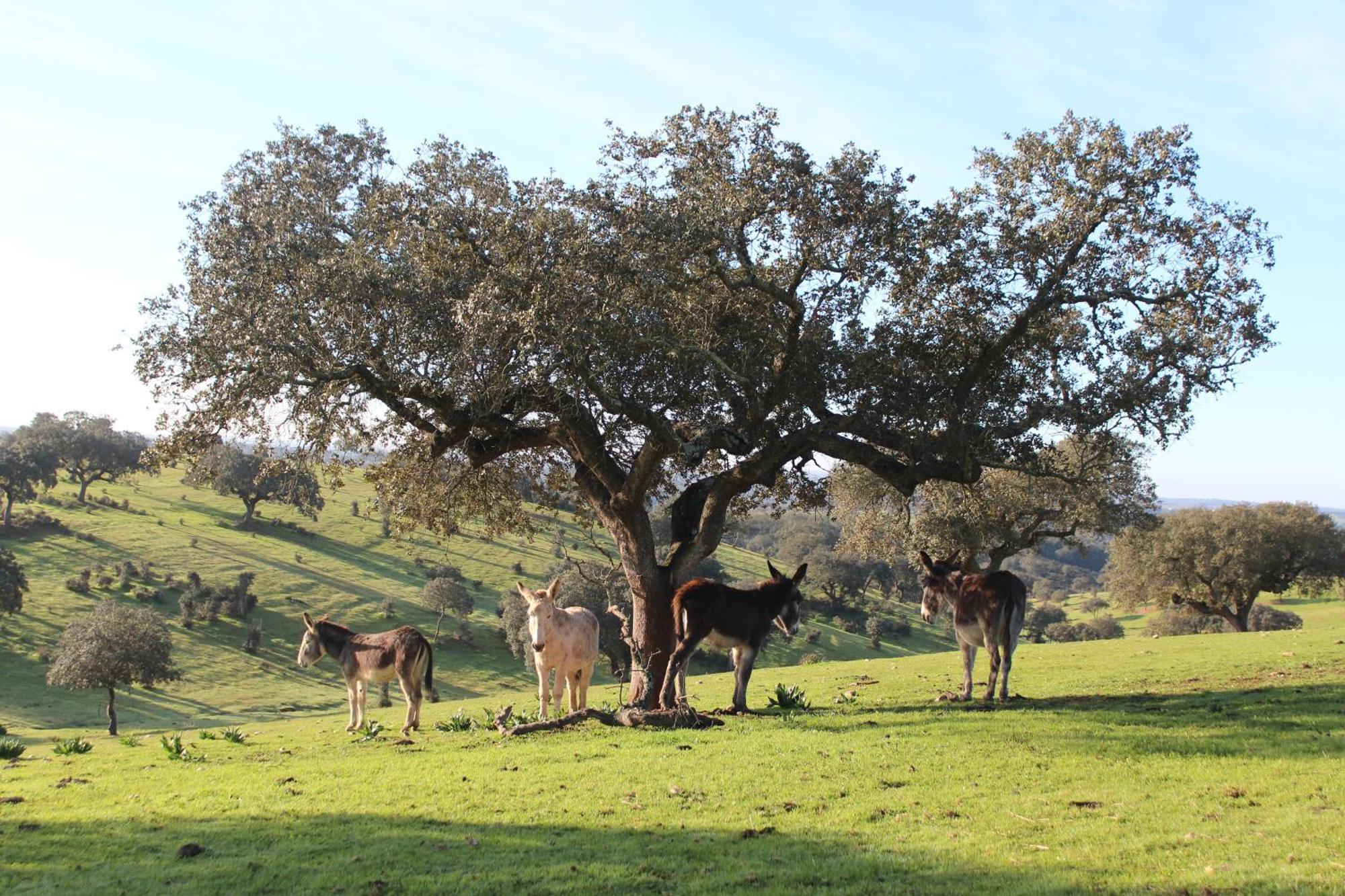 Agroturismo Xistos Cerca Esterno foto
